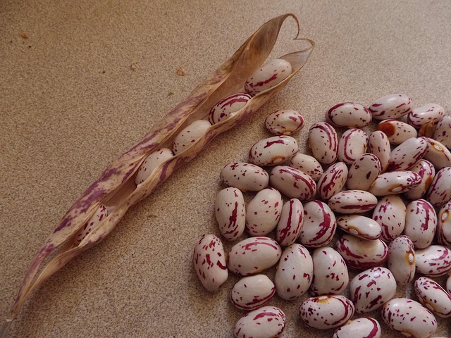 Beans