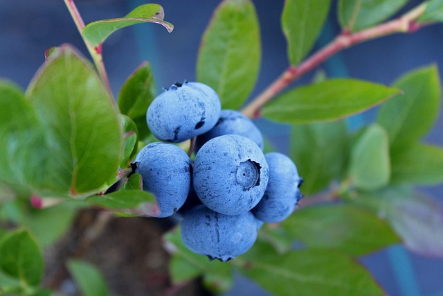 Blueberries