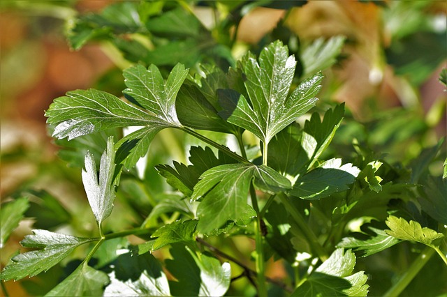 Parsley