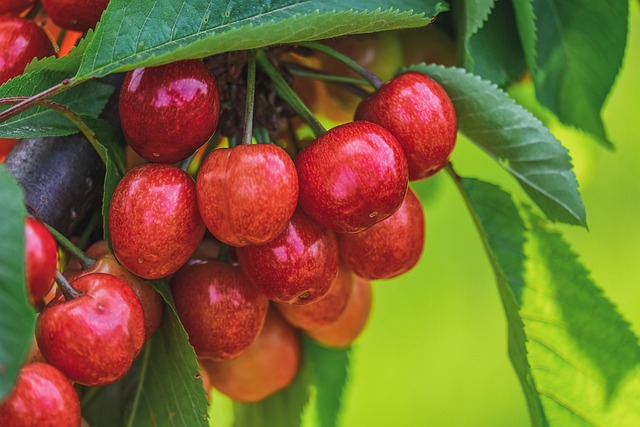 Sweet Cherries